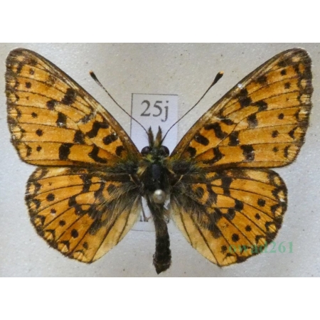 Boloria selene (Denis & Schiffermüller, 1775) male Dostojka selene Czech25j